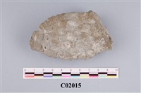 藏品(卡氏小石柱珊瑚(模))的圖片